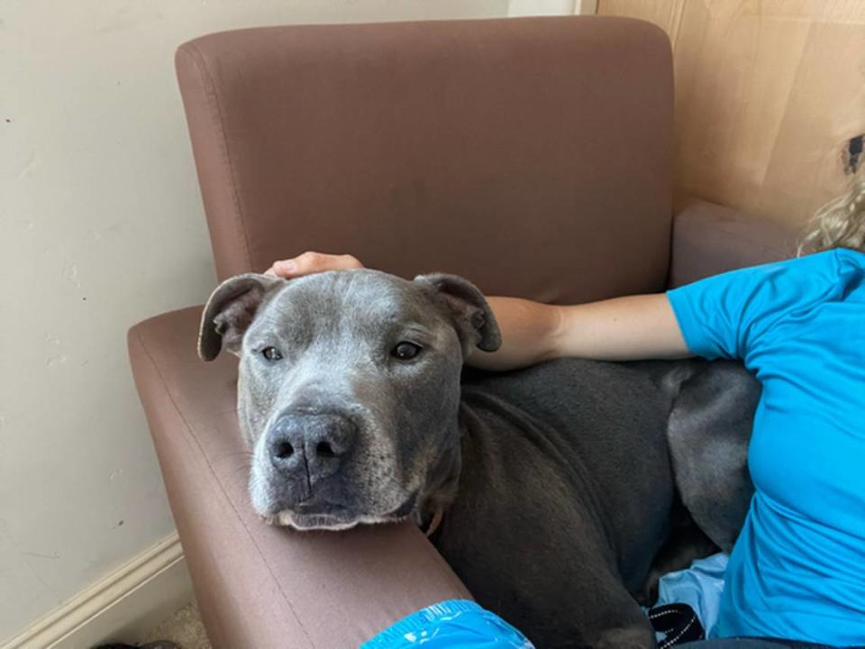 Grayson, a 3-year-old pitbull, is available for adoption at the San Luis Obispo County Animal Services shelter. He loves to snuggle. Laura McGauley