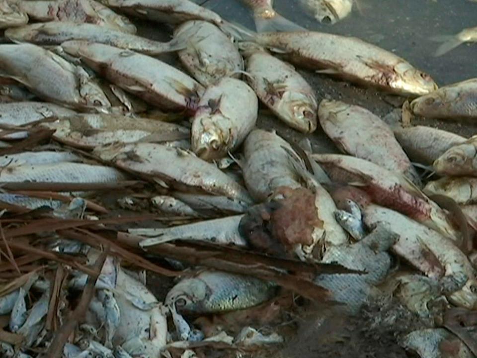 Australia to take drastic measures as up to a million fish die in lakes and rivers