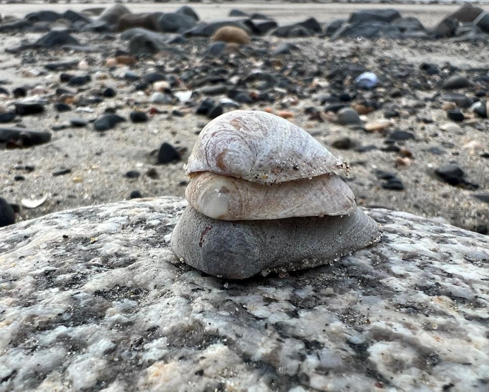 Artificially stacked slipper shells showing slight spiral in their shells at Parson's Beach in Kennebunk, Maine.