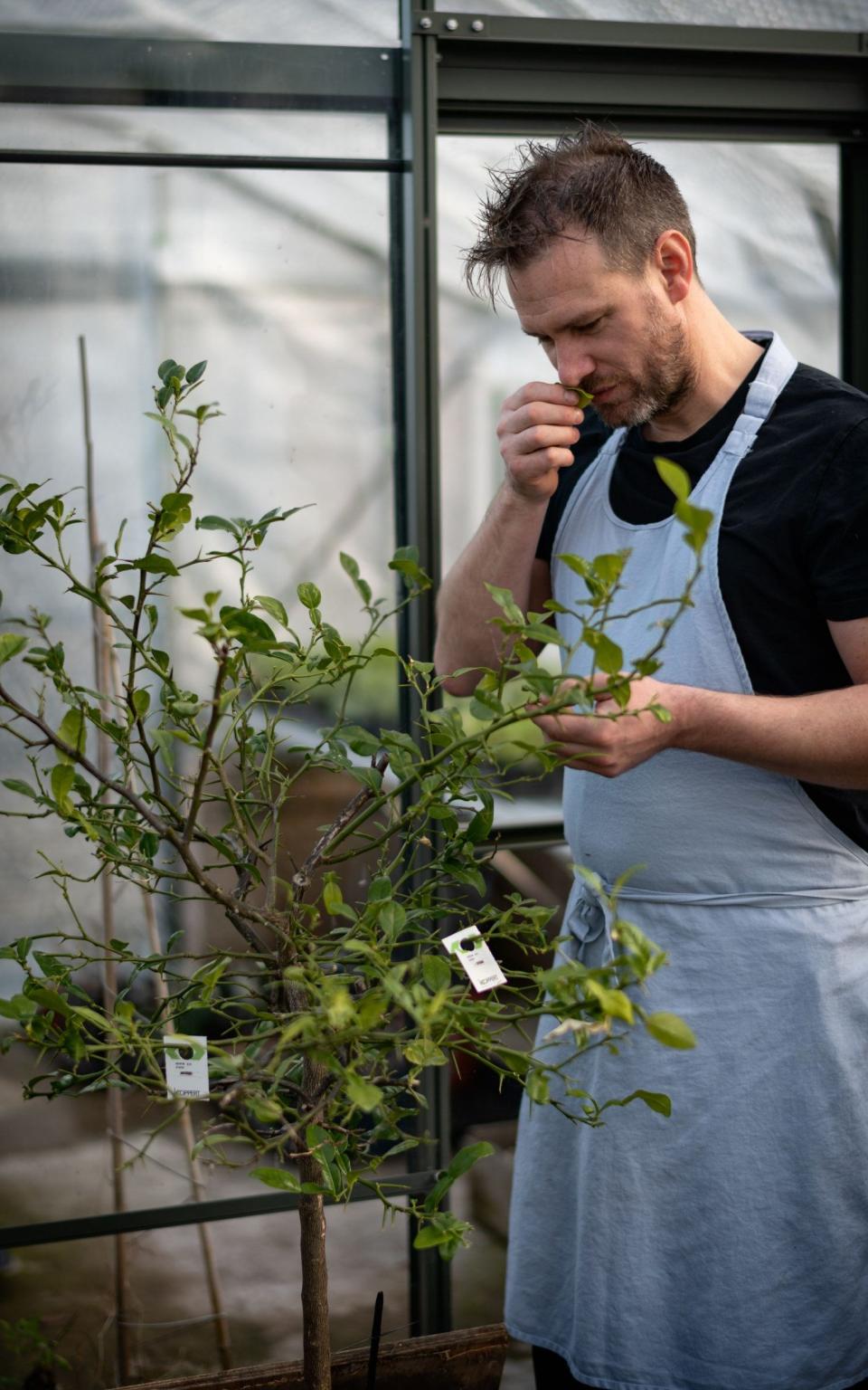 Chef smelling herbs - Alium