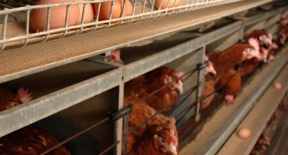 Hens in battery cages.