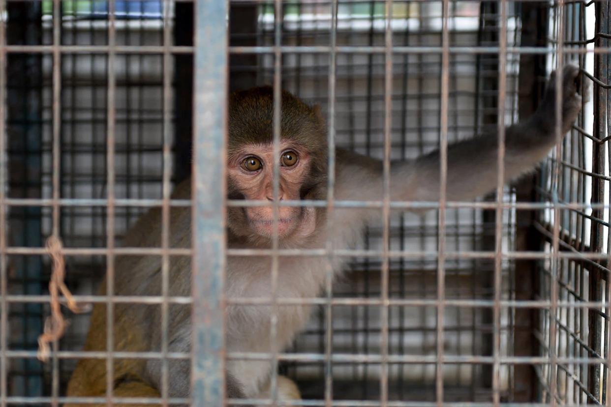 Un singe capturé après s'être introduit dans une zone résidentielle de Shimla, en Inde, en octobre 2020 (illustration) - Money SHARMA / AFP