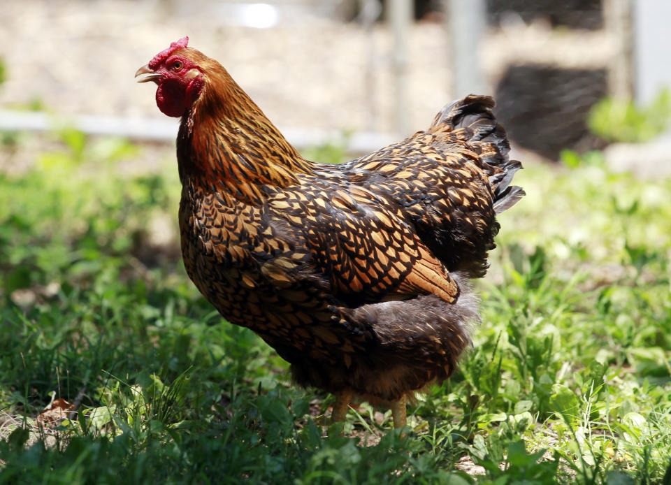 This Wednesday, May 30, 2012 photo shows one of Jonah McDonald's chickens at his Atlanta home. McDonald teaches about chickens at an Atlanta school and says he always advises students to wash their hands after handling the birds. Mail-order chicks that appeal to kids and backyard farmers have been linked to the U.S.'s longest running salmonella outbreak, sickening more than 300 people - many of them young children. McDonald said he doesn't know of anyone who's gotten salmonella from handling chickens. "The kids in my neighborhood come over and feed scraps into the cages," he added. "It's a real community thing." (AP Photo/John Bazemore)