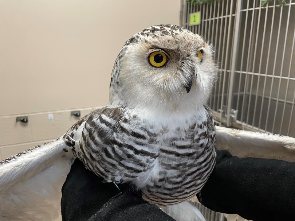 A snowy owl in treatment at the Wisconsin Humane Society is held for a photograph. The bird was found covered in diesel oil at a recycling center in Milwaukee.