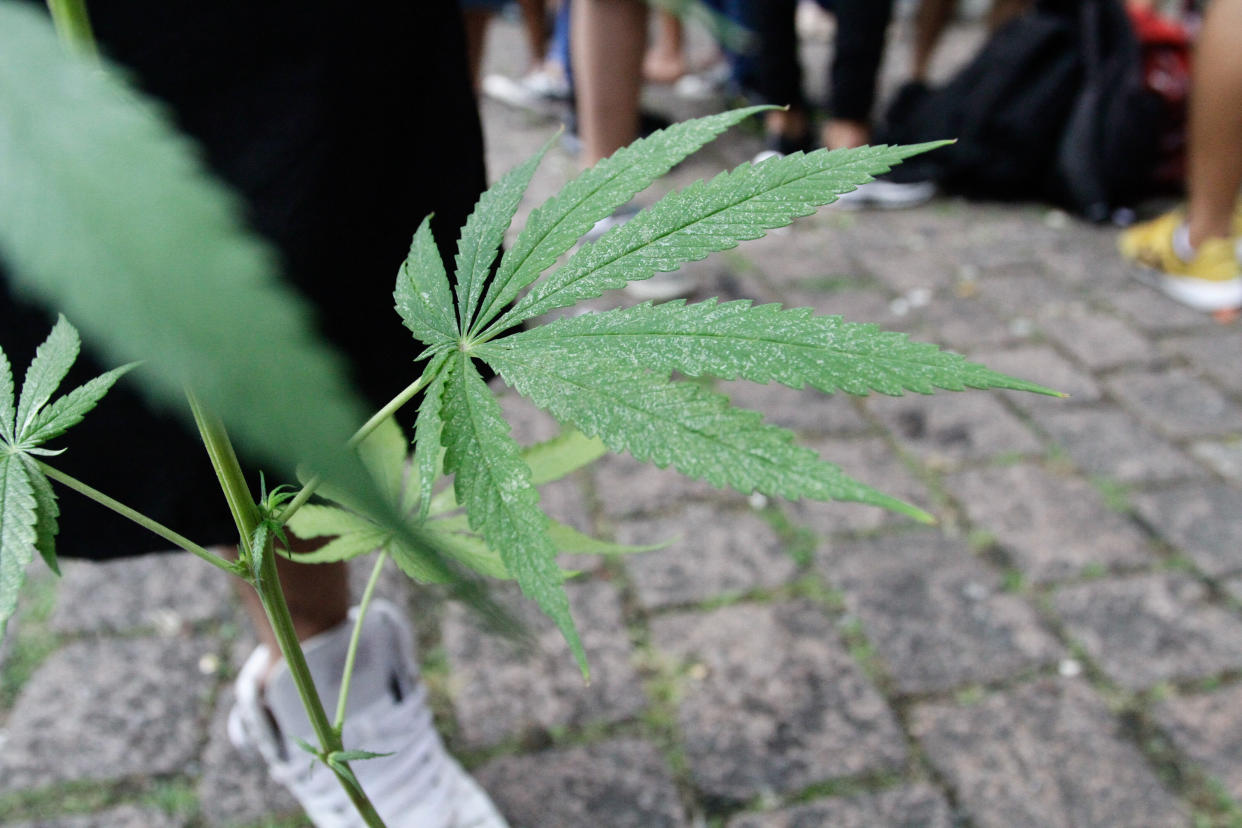 Hundreds of people participate in the 2019 Marijuana March, on Avenida Paulista, central region of the city of São Paulo, on June 1, 2019. (Photo by Fabio Vieira/FotoRua/NurPhoto via Getty Images)