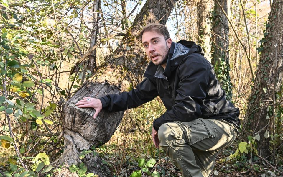 Alessio Bariviera, a film producer dealing with conservation, inspects a tree trunk gnawed and felled in familiar fashion by beavers which have mysteriously reappeared on the banks of the river Tiber on the outskirts of Sansepolcro