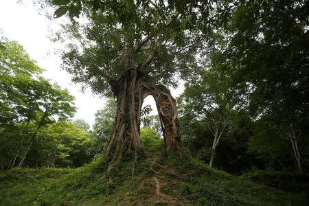 A tree is seen at Sambor Prei Kuk, or "the temple in the richness of the forest" an archaeological site of ancient Ishanapura, a UNESCO world heritage site, in Kampong Thom province, Cambodia July 15, 2017. Picture taken July 15, 2017. REUTERS/Samrang Pring