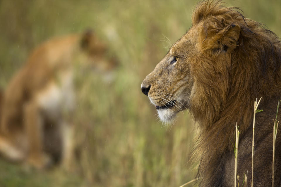 close-up of an adult lion, Serengeti National Park, Kenya