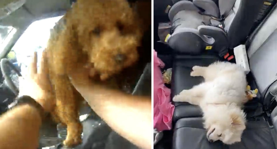 One dog being picked up from inside the vehicle (right) and the second dog on the back seat (right).Both dogs were rescued from inside the vehicle on Wednesday afternoon outside Wet 'n Wild on the Gold Coast. Source: RSPCA