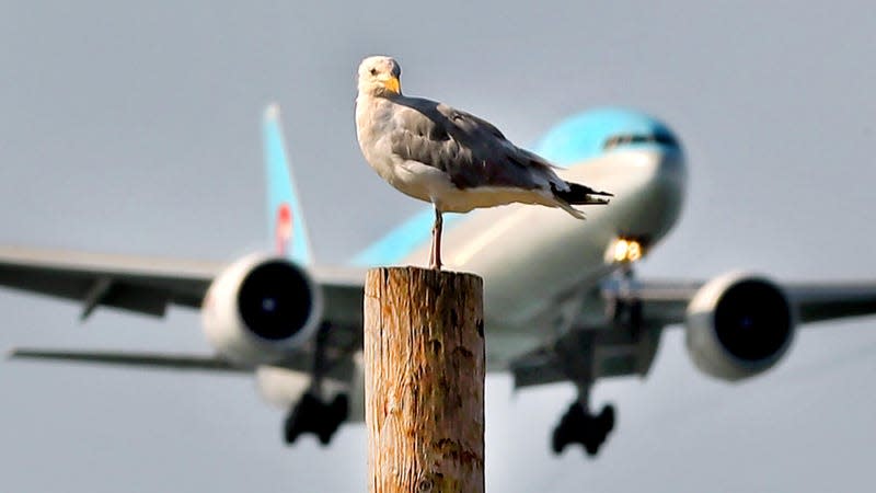 A seagull is perched on a light pole on Castle Island as a Korean Air jet looms behind on final approach to nearby Logan Airport.