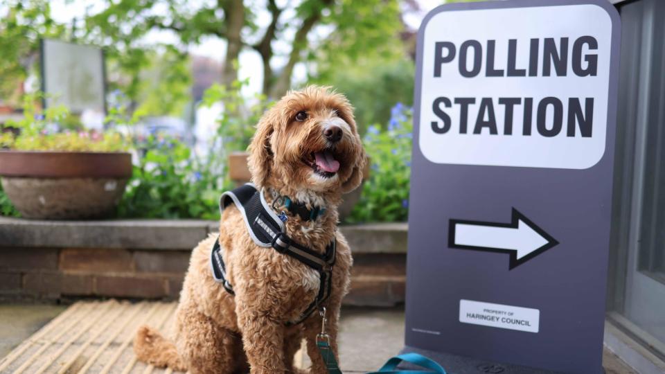 Dogs at polling stations