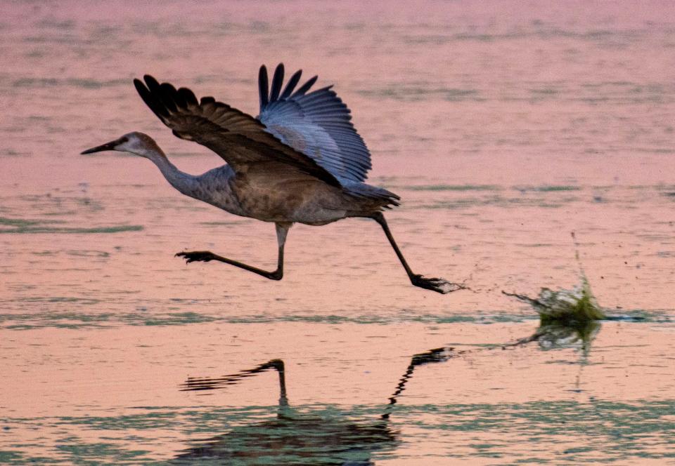 Steve Komure of Stockton used a Nikon D7200 DSLR camera to photograph a sandhill crane along Staton Island Road near Walnut Grove.