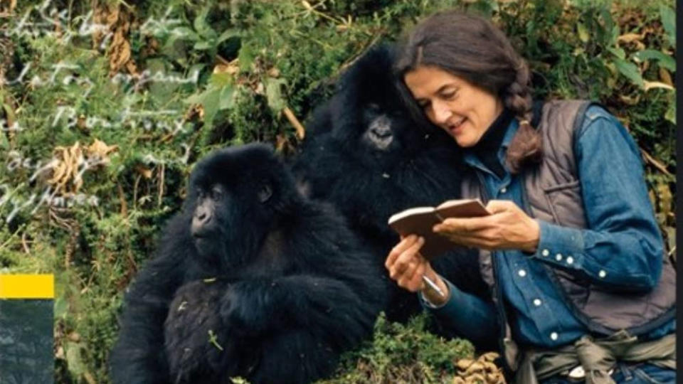 &#39;Dian Fossey: Secrets in the Mist&#39;. (National Geographic)