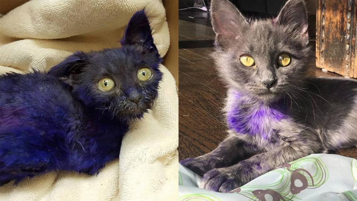 The Tale of Smurf the Cat, Who Was Dyed Purple and Now Recovering From  Apparent Abuse - ABC News