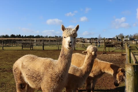 Have a pint, then feed the alpacas at Fairytale Farm, near the town - Credit: John Lawrence