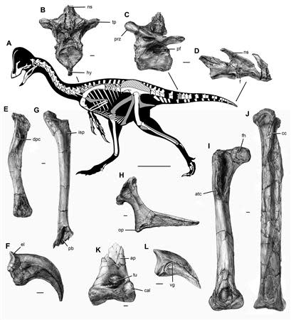 The new oviraptorosaurian dinosaur species Anzu wyliei is shown in this illustration courtesy of Scott Hartman, skeletaldrawing.com, surrounded by images of the individual bones courtesy of Mark Klingler, Carnegie Museum of Natural History. REUTERS/Scott Hartman, skeletaldrawing.com/Mark Klingler, Carnegie Museum of Natural History/Handout via Reuters