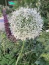 <p>Purple alliums have been popping up in Chelsea Show Gardens for years, but this year, it’s the time of the white allium. With perfect lollipop spheres atop straight stems, they manage to be ghostly and ethereal at the same time as making a bold statement.</p><p>Look out for the white globes of Allium ‘Silver Spring’, ‘White Empress’ and ‘Mount Everest’ combined with white foxgloves, spires of yellow lupins and fine grasses like Stipa gigantea, and other bulbs like camassias. For great combinations, see the meadowy mix in the Stitchers' Garden by Frederic Whyte.</p>