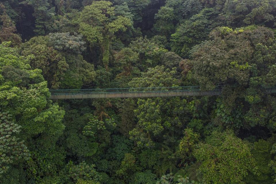 Aerial rope bridge at Selvatura Park