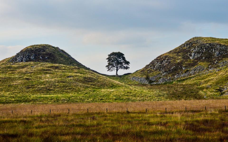 Two men were charged with causing criminal damage following the felling of the famous tree