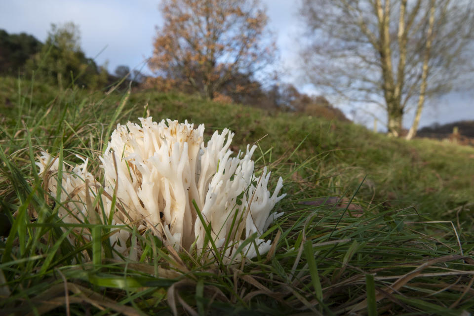 Ivory coral fungus in West Yorkshire (Jennie Smith/PA)
