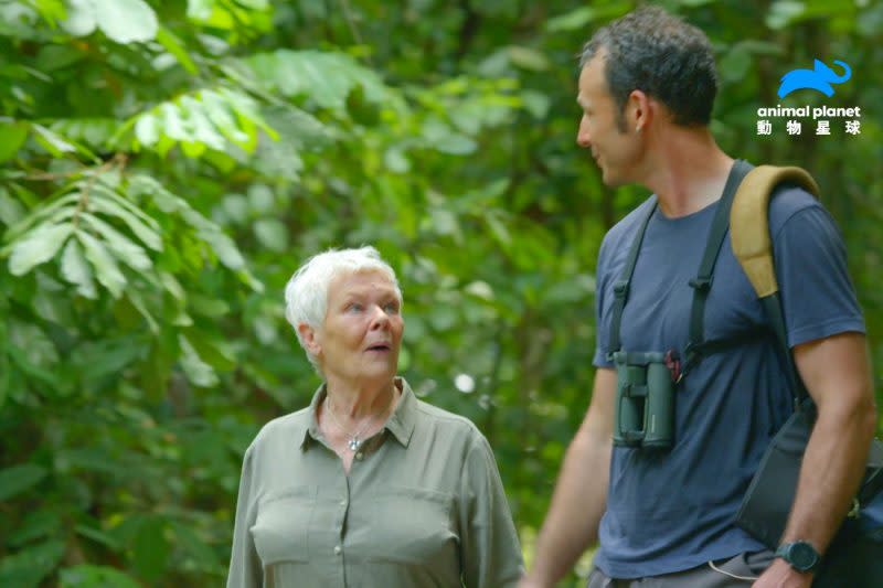 朱蒂丹契跟著動物學家深入熱帶雨林，找尋紅毛猩猩的蹤跡。（動物星球頻道提供）