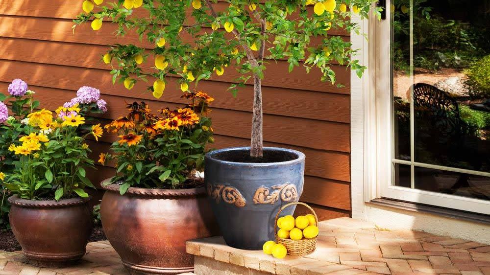 meyer lemon tree