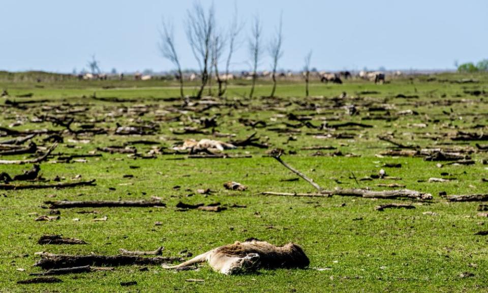 Oostvaardersplassen in April: animal rights activists have heavily criticised the rewilding principles used at the reserve.