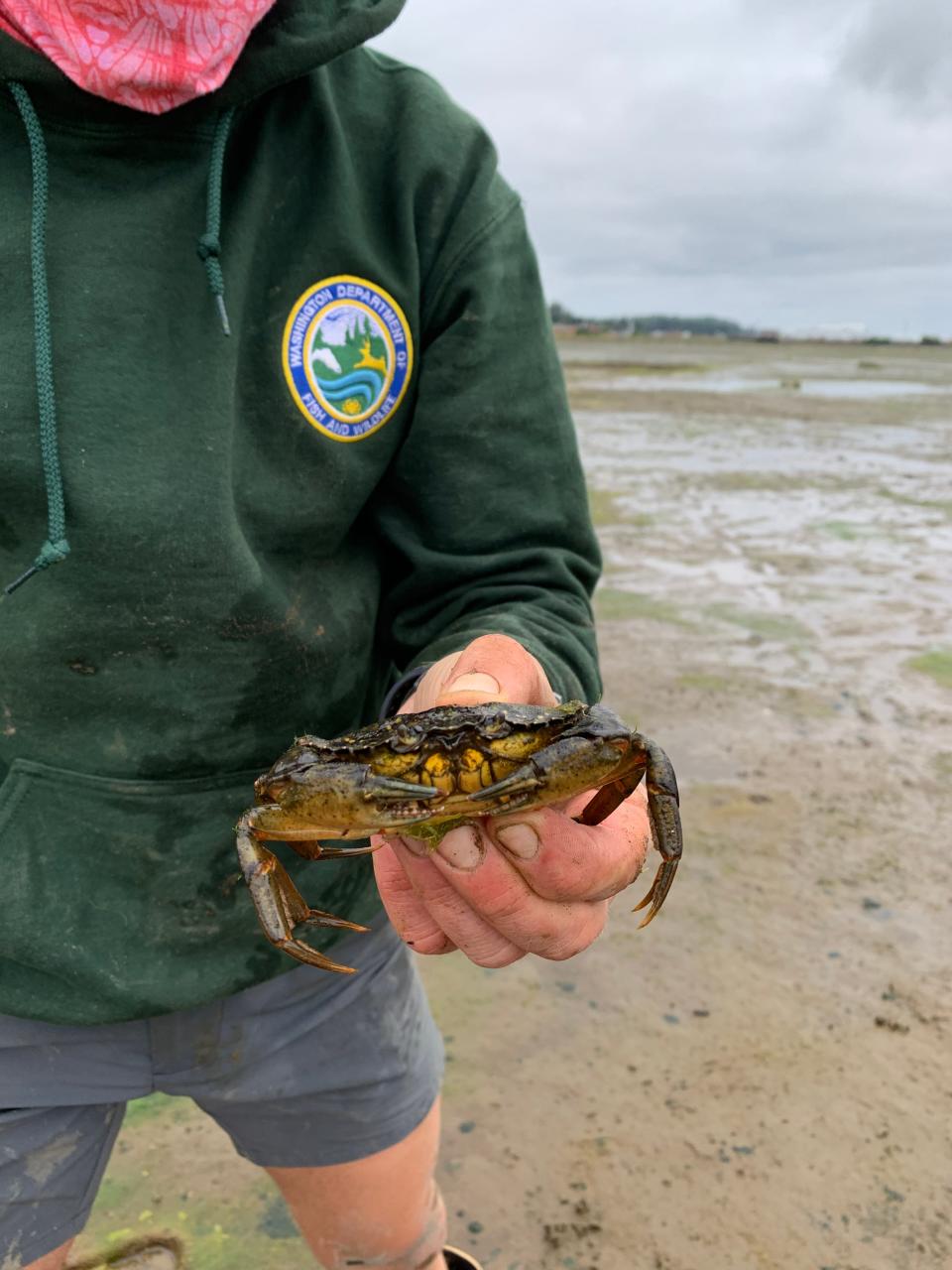 European green crabs trapped on the Washington coast