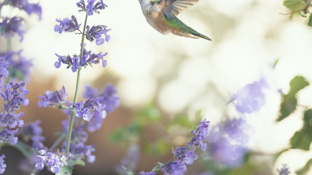 flowers that attract hummingbirds