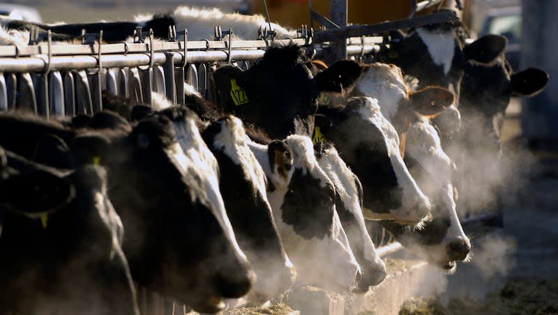 A line of Holstein dairy cows feed through a fence at a dairy farm in Idaho on March 11, 2009. As of April 11, 2024, a strain of the highly pathogenic avian influenza, or HPAI, that has killed millions of wild birds in recent years has been found in at least 24 dairy cow herds in eight U.S. states: Texas, Kansas, New Mexico, Ohio, Idaho, Michigan, North Carolina and South Dakota.