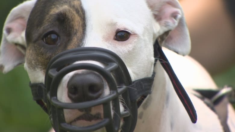 Dog owners protest Quebec's decision to eventually ban pit bulls