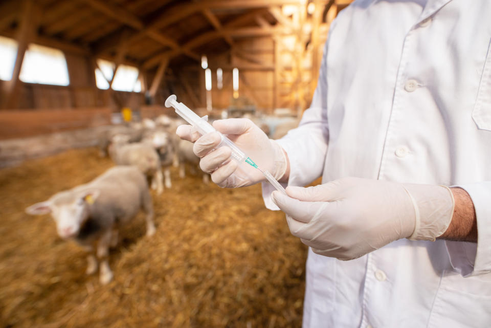 Tierarzt mit einer Spritze mit Antibiotikum vor Schafen in einem Stall