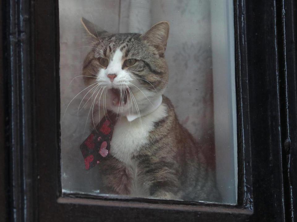 Mr Assange’s cat is seen wearing a collar and tie as it looks out of the window of the Ecuadorian embassy