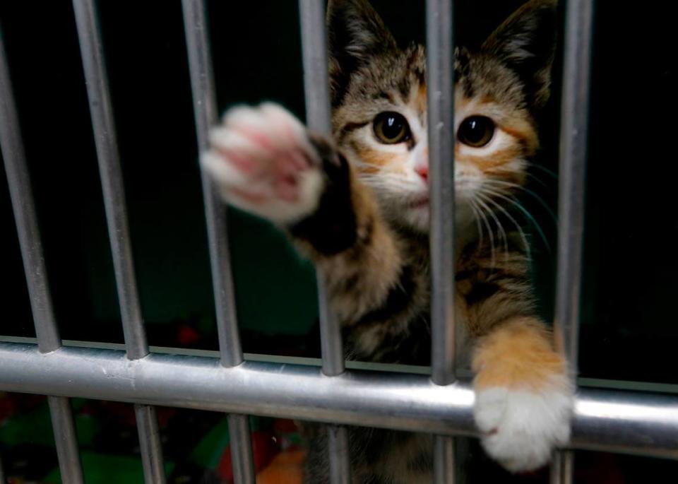 A playful kitten vies for attention from visitors in the kitten adoption room at the Tri-Cities Animal Shelter and Control Service in Pasco.