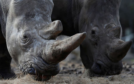 White rhinoceros Bruno (R) and Gracie are seen in their enclosure at Thoiry zoo and wildlife park, about 50 km (30 miles) west of Paris, France, March 7, 2017. REUTERS/Christian Hartmann