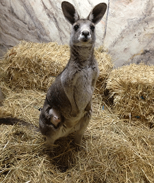 Injured kangaroo, nicknamed Hilary, is recovering after being shot twice with a bow and arrow. Photo: Supplied