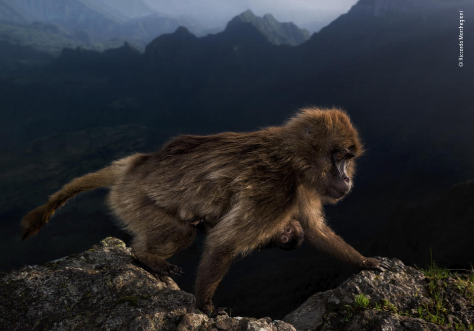 Early riser by Riccardo Marchgiani, Italy