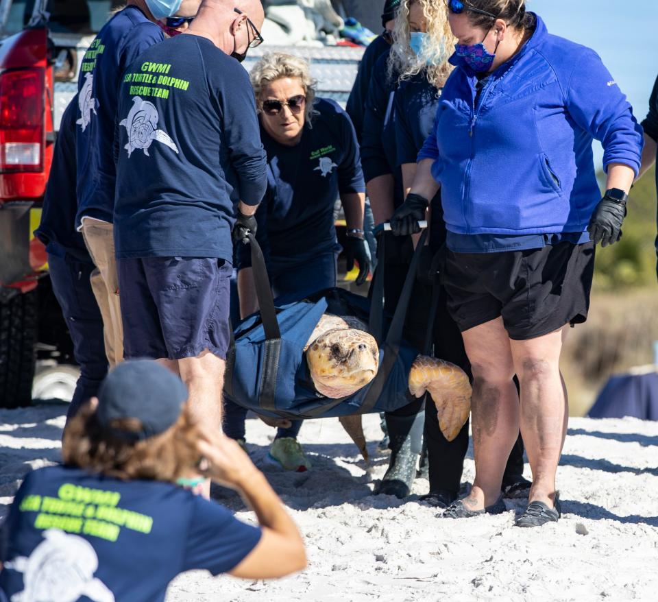 Gulf World Marine Institute released a more than 200 pound loggerhead sea turtle back into the Gulf of Mexico on Tuesday. The turtle, nicknamed Leo, was found in October "floating and lethargic" near beach access 24 in Panama City Beach.