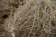 This May 27, 2019 photo shows vetiver roots, used to produce an essential oil used in fine perfumes, at the Frager's factory in Les Cayes, Haiti. Vetiver thrives in harsh conditions and does not tolerate shade or plants of other varieties, meaning additional crops cannot be introduced to maintain the soil between rows. (AP Photo/Dieu Nalio Chery)