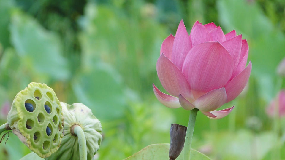 蓮花(Photo Credit: yyryyr1030@pixabay.com, License CC0，圖片來源：https://pixabay.com/zh/photos/flower-lotus-%E8%93%AE-peng-2517882/)