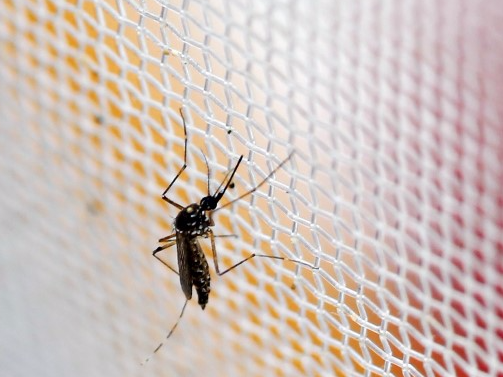 An aedes aegypti mosquitoes is seen in The Gorgas Memorial institute for Health Studies laboratory as they conduct a research on preventing the spread of the Zika virus and other mosquito-borne diseases in Panama City February 4, 2016. REUTERS/Carlos Jasso