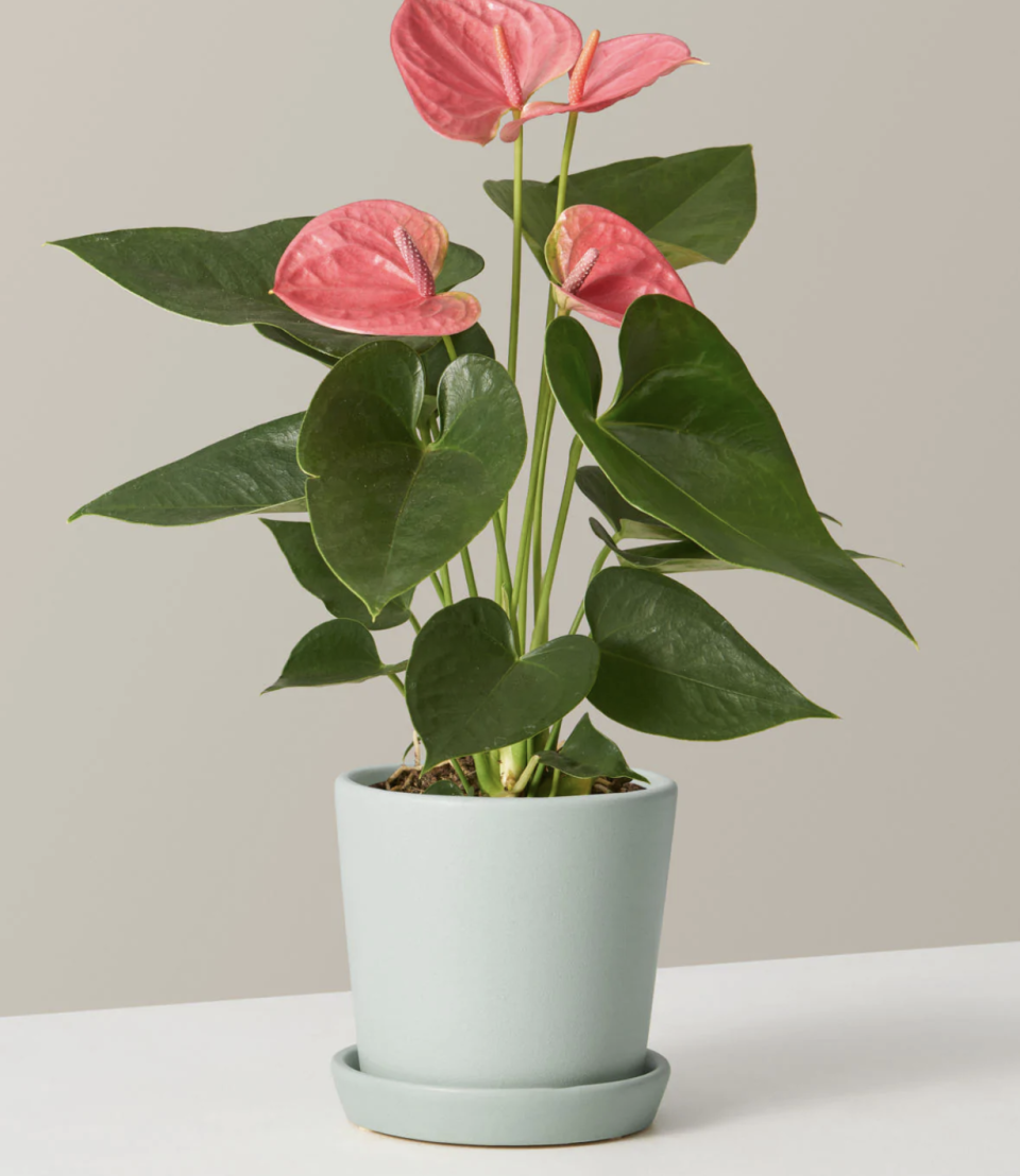 1) Anthuriums