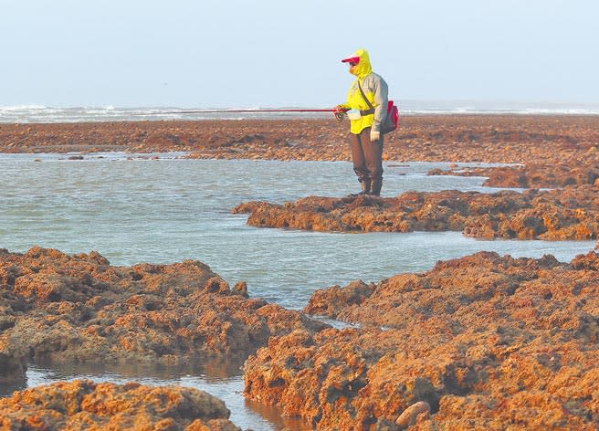 「珍愛藻礁」公投連署已突破67萬份，10日截止收件，民眾趁下午退潮時前往觀新藻礁保護區垂釣。（陳怡誠攝）