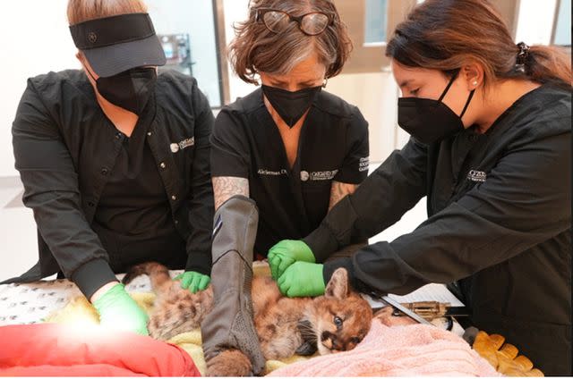 <p>Oakland Zoo</p> Oakland Zoo welcomes 2 orphaned female mountain lion cubs