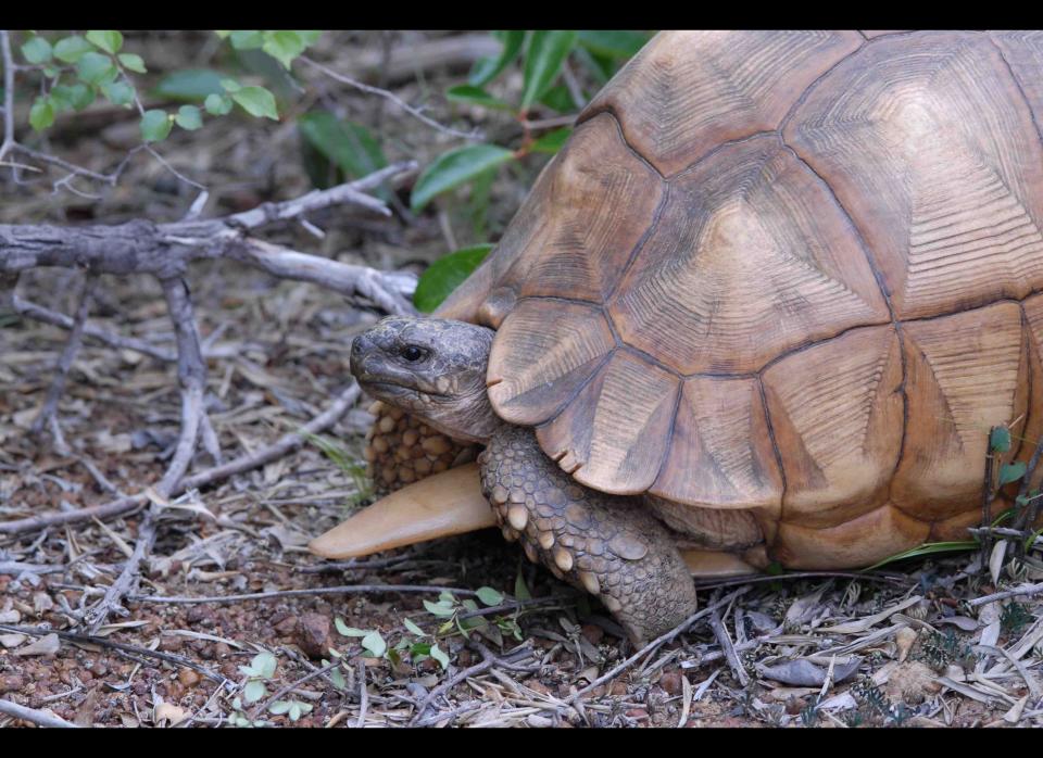 <strong>Scientific Name:</strong> <em>Astrochelus yniphora</em>    <strong>Common Name: </strong> Ploughshare Tortoise / Angonoka    <strong>Category:</strong> Tortoise    <strong>Population: </strong>440-770    <strong>Threats To Survival:</strong> Illegal collection for international pet trade