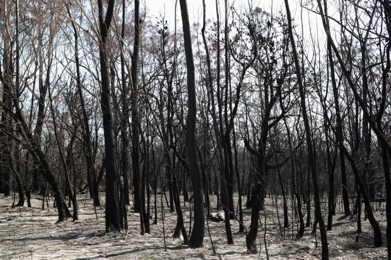 FILE PHOTO: Charred trees are pictured in a patch of forest burnt during the recent bushfires near Batemans Bay