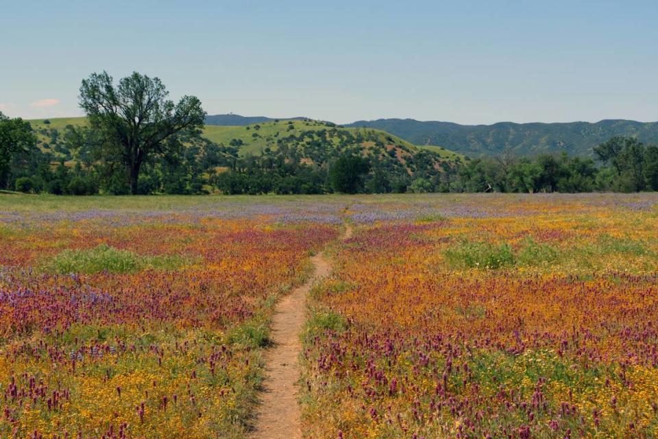 The amount of wildflower blooms is contingent on a handful of factors, including rain levels.