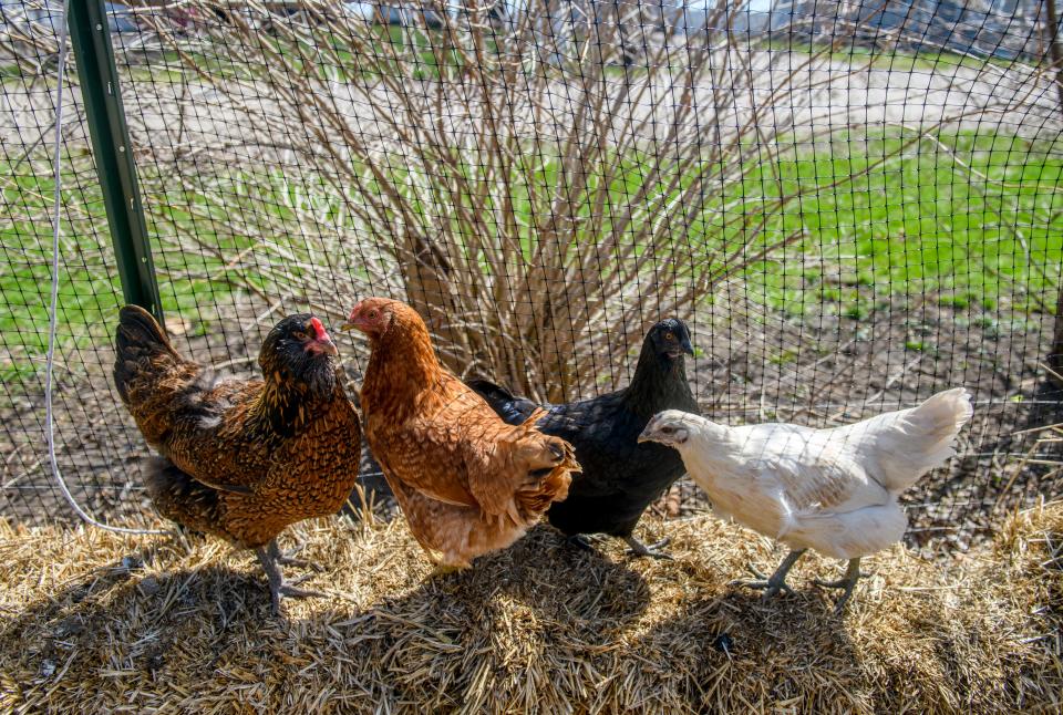 Beth Gilmore's remaining chickens stand on a hay bale in their coop on her property in South Pekin.