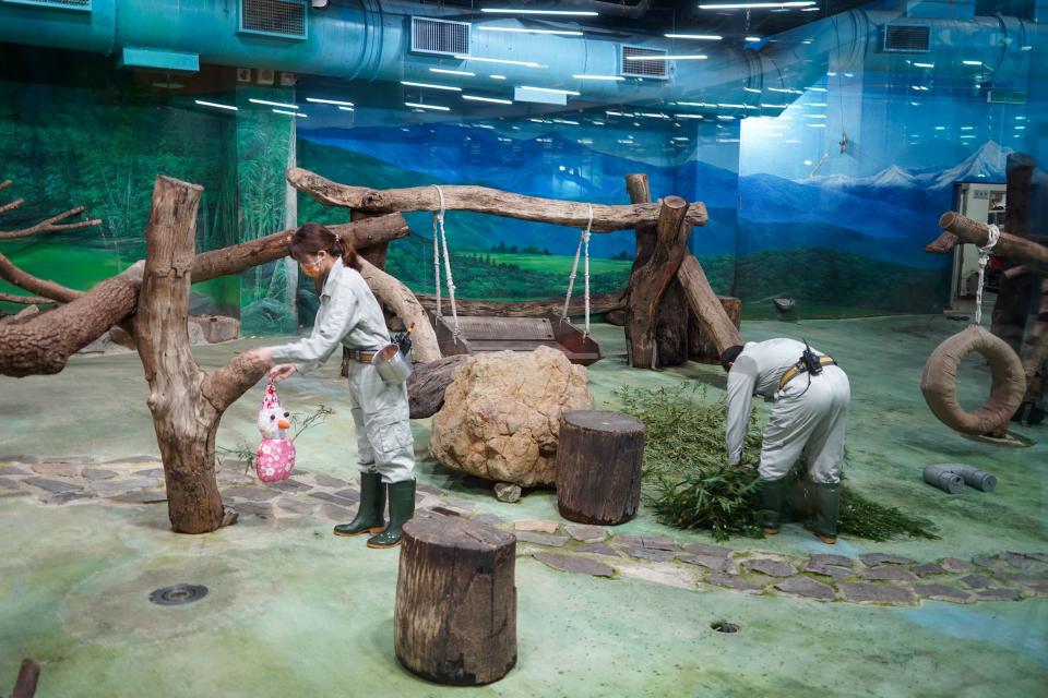 節慶向來是保育員為大貓熊準備行為豐富化玩具的創意來源。圖／台北市動物園提供