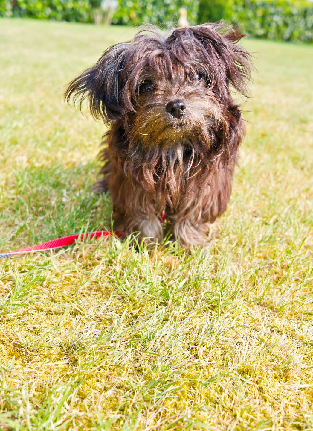 small dog breeds russian bolonka tsvetnaya